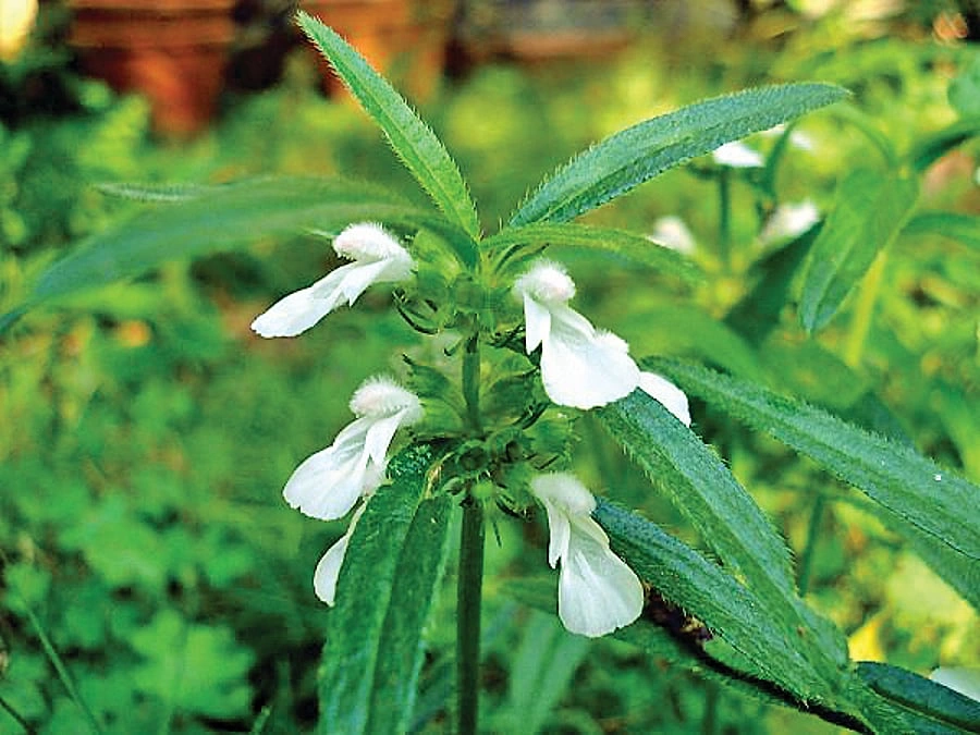 Thumbai plant