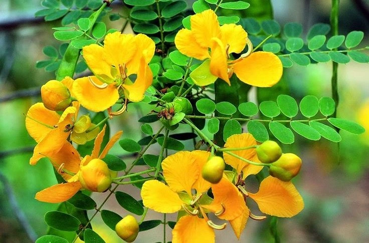 Aavaram plant