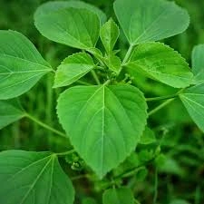 Kuppai Meni plant