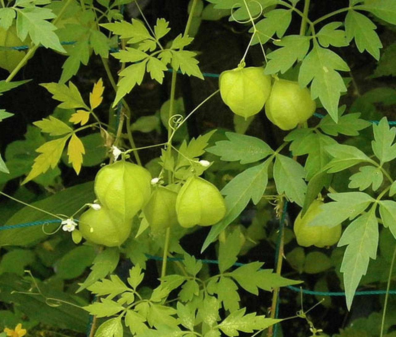 Mudakkaraththan plant