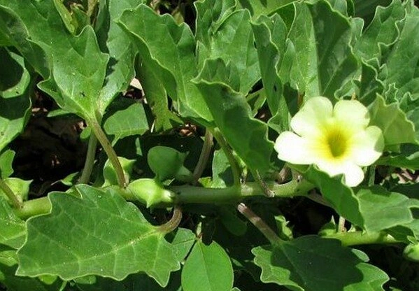 Nerunji plant
