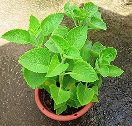 Oma Valli plant