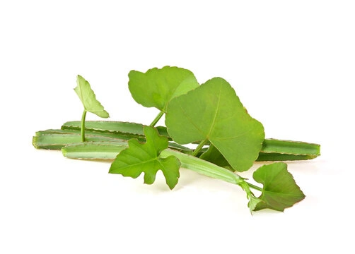 Perandai plant
