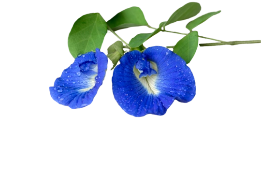 Sangu Pushpam flower