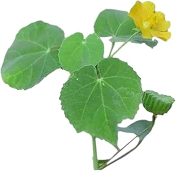 Thuthi plant