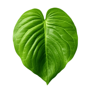 Vetrilai Betel Leaf